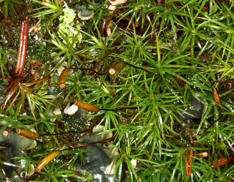 Polytrichastrum alpinum